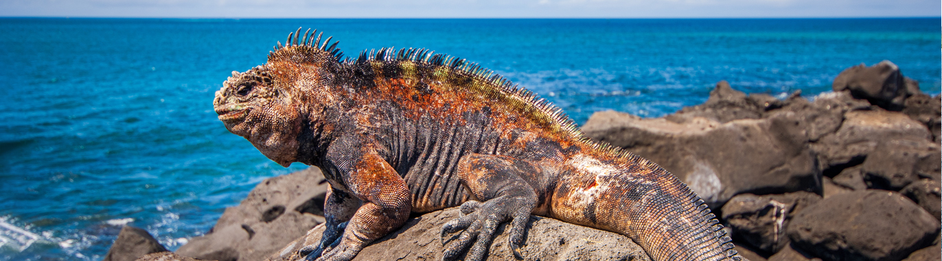 Machu Picchu & Galapagos Wonders